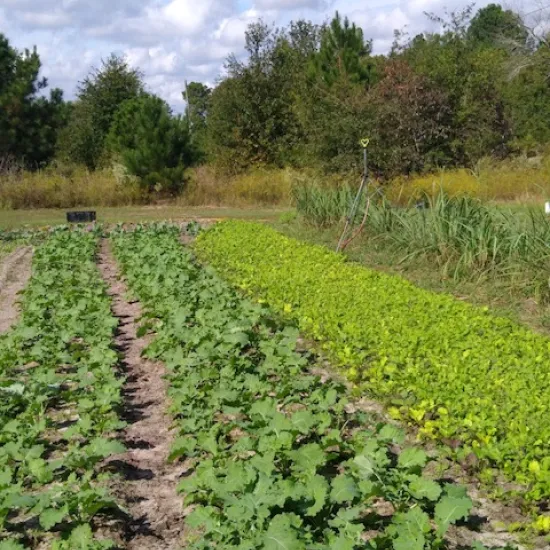The Market Garden