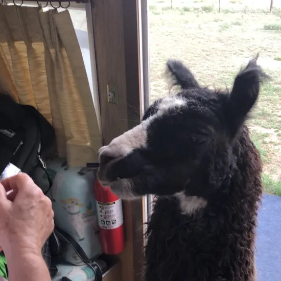 Llama