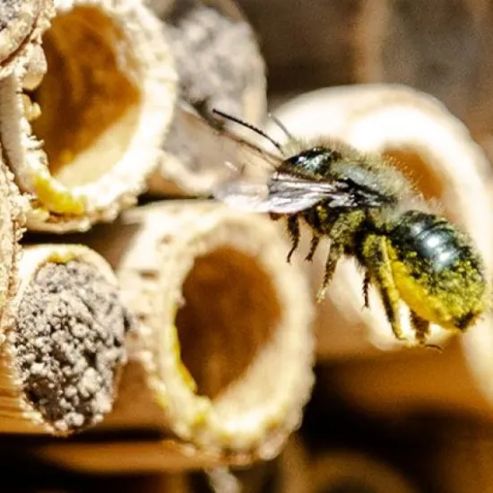 mason bee