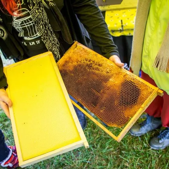 bee frame