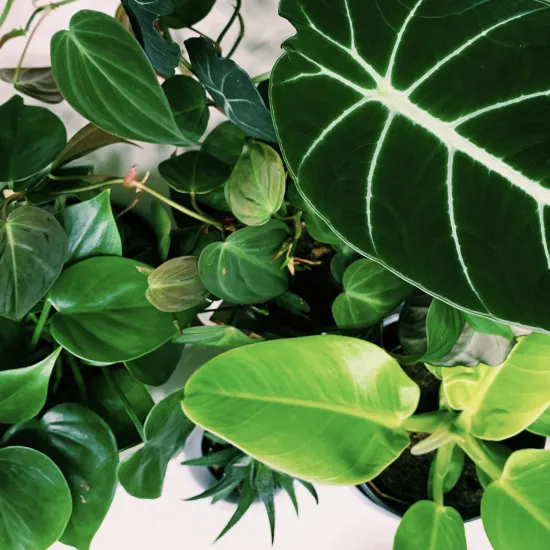 plant photo 1