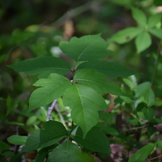 Photograph of a poison ivy plant in the woods with dappled sunlight