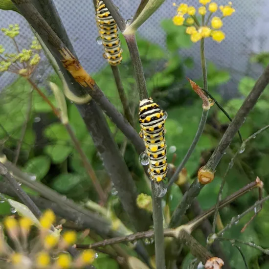 Two Eastern Black Swallowtail caterpillars on Bronze Fennel