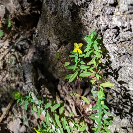 photo: St Andrew's Cross (a 4-petaled yellow flower on a long stem with thin green leaves) - a member of the St John's Wort family