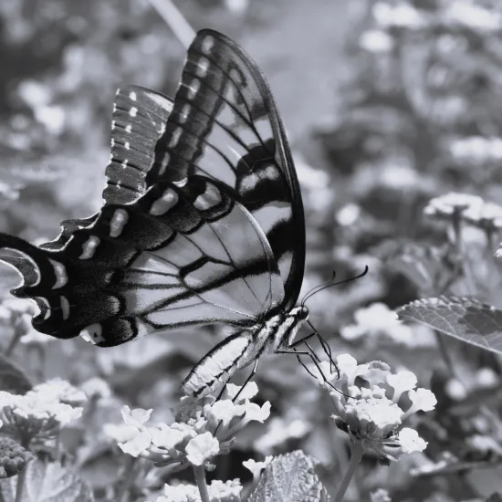 A black and white image of a butterfly in a group of flowers.  