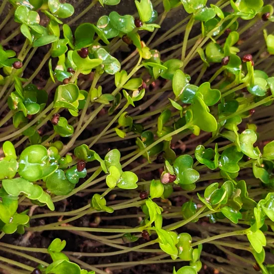 Photo: close up of young turnip seedlings