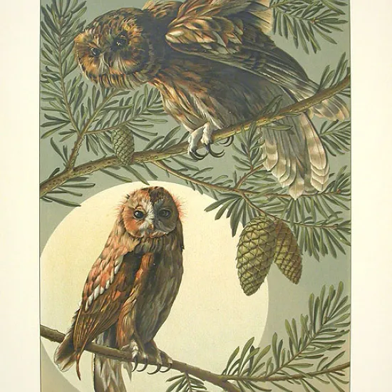 Two owls perched on pine branches
