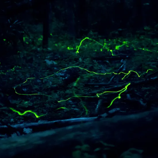 extended shot of firefly light